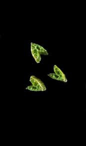 Attēlu rezultāti vaicājumam “Carex lasiocarpa leaf”