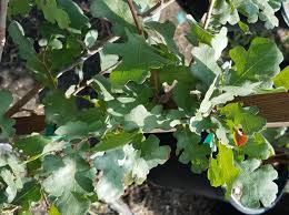 Attēlu rezultāti vaicājumam “Reticularia lobata young”