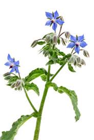 Attēlu rezultāti vaicājumam “Borago officinalis bud”