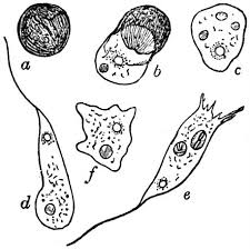 Attēlu rezultāti vaicājumam “Didymium difforme”