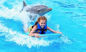 Image result for Adventure Dolphin