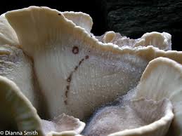 Attēlu rezultāti vaicājumam “Hapalopilus aurantiacus”