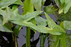 Attēlu rezultāti vaicājumam “Sagittaria sagittifolia leaf”