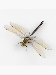 Attēlu rezultāti vaicājumam “Anax parthenope”