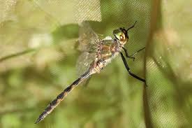 Attēlu rezultāti vaicājumam “Somatochlora flavomaculata”