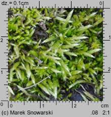 Attēlu rezultāti vaicājumam “Brachythecium albicans”