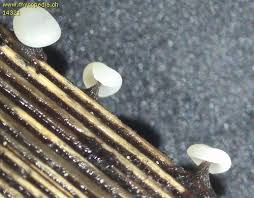 Attēlu rezultāti vaicājumam “Didymium clavus”