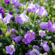 Image result for Campanula medium