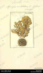 Attēlu rezultāti vaicājumam “Spongia”