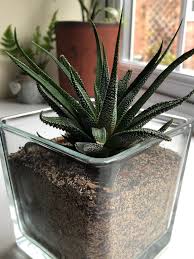 Image result for Haworthia