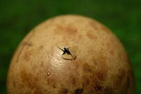 Attēlu rezultāti vaicājumam “Grus grus eggs”