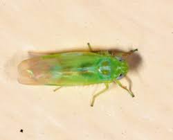 Attēlu rezultāti vaicājumam “Empoasca sp.”