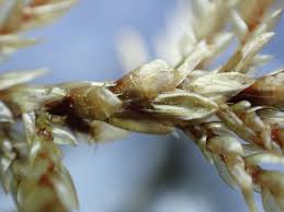 Attēlu rezultāti vaicājumam “Climacium dendroides”