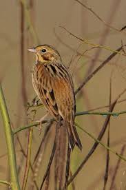 Image result for Emberiza fucata