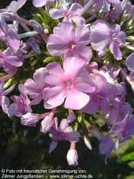 Image result for Phlox (großblumig)