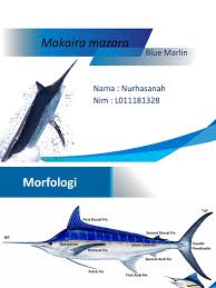 Image result for Makaira mazara