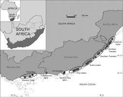 Image result for Cymatoceps nasutus