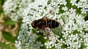 Attēlu rezultāti vaicājumam “Eristalis sp.”