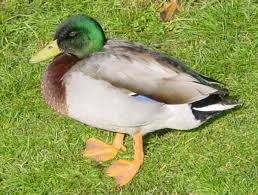 Attēlu rezultāti vaicājumam “Anas platyrhynchos”