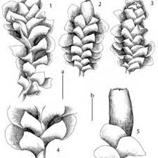 Attēlu rezultāti vaicājumam “Scapania lingulata”