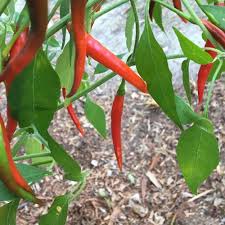Afbeeldingsresultaat voor chile de arbol hot pepper