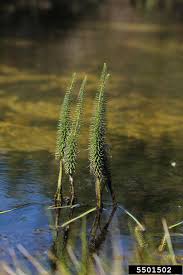 Attēlu rezultāti vaicājumam “Hippuridaceae”