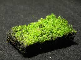 Attēlu rezultāti vaicājumam “Enteridium variabile”