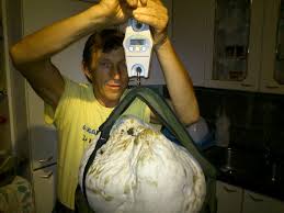 Attēlu rezultāti vaicājumam “Langermania gigantea”