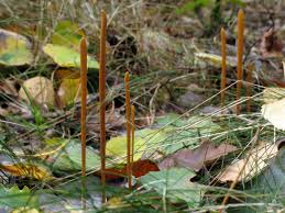 Attēlu rezultāti vaicājumam “Macrotyphula fistulosa var. contorta”