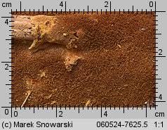 Attēlu rezultāti vaicājumam “Asterodon ferruginosus”