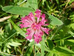 Attēlu rezultāti vaicājumam “Trifolium medium flower”