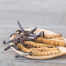 Attēlu rezultāti vaicājumam “Cordyceps stylophora”