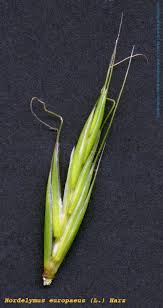 Attēlu rezultāti vaicājumam “Hordelymus europaeus”