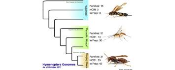 Attēlu rezultāti vaicājumam “Hymenoptera”