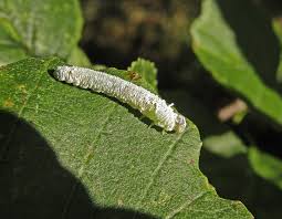 Attēlu rezultāti vaicājumam “Eriocampa ovata larva”