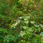 Attēlu rezultāti vaicājumam “Peucedanum palustre leaf”