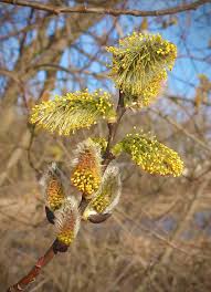 Attēlu rezultāti vaicājumam “Salix caprea male flower”