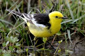 Attēlu rezultāti vaicājumam “Motacilla citreola”