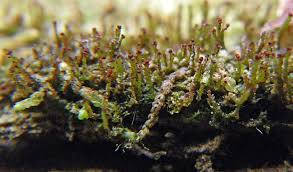 Attēlu rezultāti vaicājumam “Anastrophyllum hellerianum”