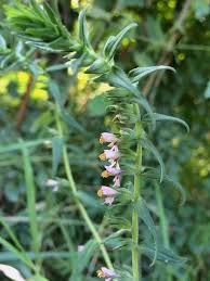 Attēlu rezultāti vaicājumam “Odontites vulgaris”
