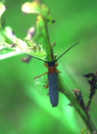 Attēlu rezultāti vaicājumam “Oberea oculata”