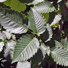 Attēlu rezultāti vaicājumam “Carpinus betulus leaf”