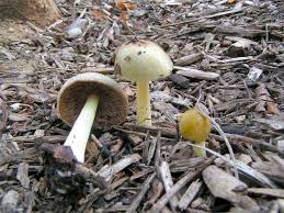 Attēlu rezultāti vaicājumam “Bolbitius vitellinus”