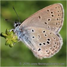 Attēlu rezultāti vaicājumam “Maculinea alcon upperside”