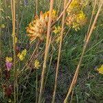 Attēlu rezultāti vaicājumam “Phleum phleoides fruit”
