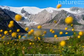 Attēlu rezultāti vaicājumam “Trollius europaeus flower”