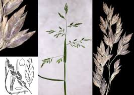 Attēlu rezultāti vaicājumam “Poa compressa”