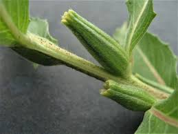 Attēlu rezultāti vaicājumam “Oenothera biennis bud”