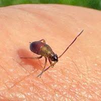 Attēlu rezultāti vaicājumam “Adelphocoris seticornis”