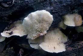 Attēlu rezultāti vaicājumam “Gloeoporus pannocinctus”